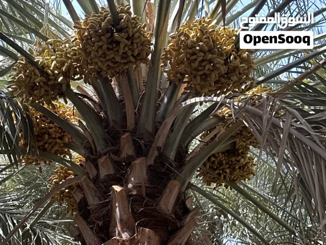 رطب نغال من ولاية بدبد