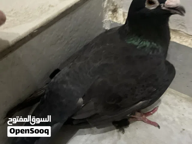 حمام بدينارين