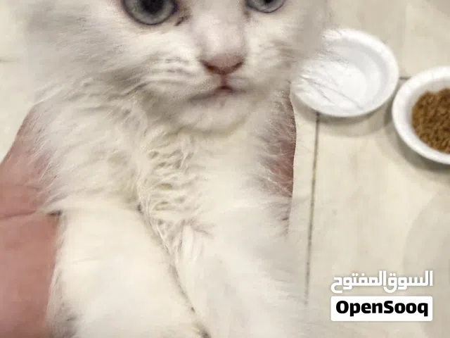قطة شيرازية عمرها 3 شهور