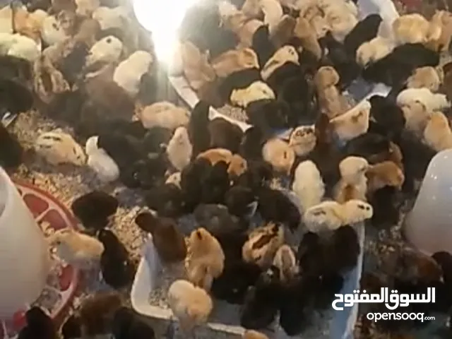 صيصان دجاج بلدي عمر 9ايام الصوص عنص دينار.