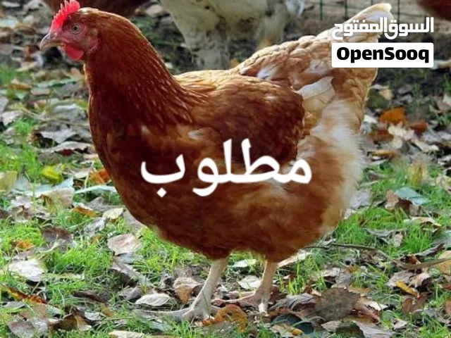 مطلوب دجاج لوهمان بياض