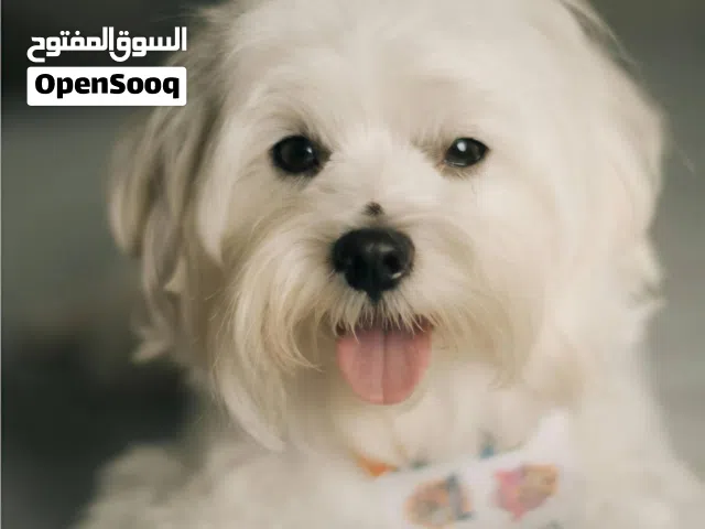 كلب مالتيز وليف جدا ممتاز