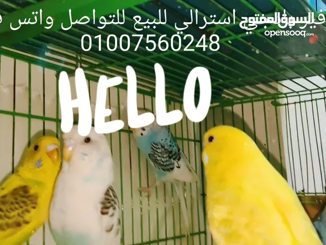 عصافير بادجي استرالي انتاج بعد شهر:باقل الاسعار
