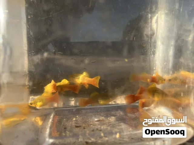 عرض سمك بلاتي متوفر كوبيات سعر الجوز 15 دينار وكل جوز عليه جوز هدية