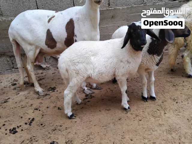 نعجه تومايه