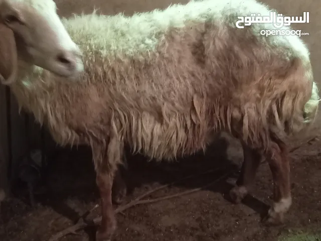 عبورة بلدي احسن من 30 ك لحم