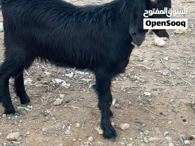 جدي للبيع العمر 4 شهور