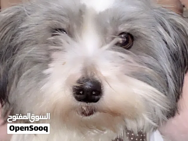 كلبه أنثى فرنش تيرير بيور من اعلى المستويات على الواقع أجمل كلب لعوب بمشي معك من دون حبل بسعر مغري