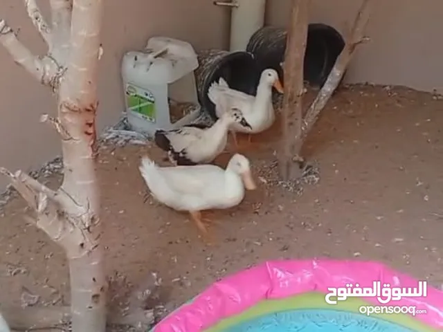 بط ذكر وانثى ذكر وانثى اربع حبات للبيع