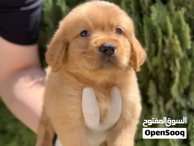 جولدن ريتريفر مميزه بيور ....مع جميع المطاعيم ومايكروشيب
