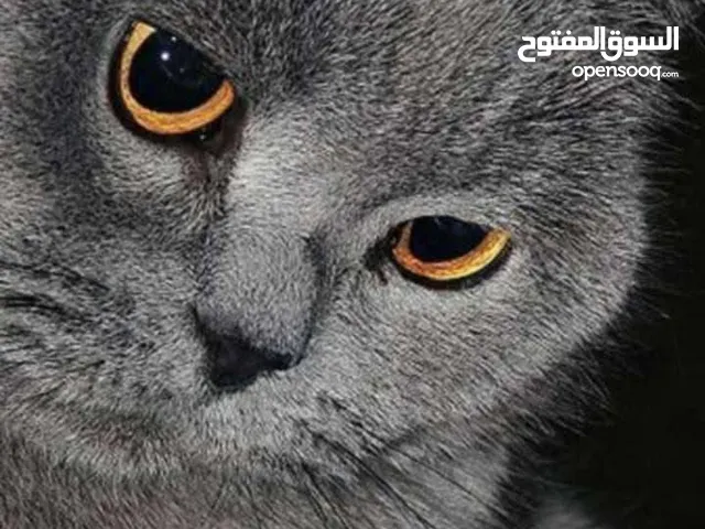 قط ذكر للبيع العمر 8