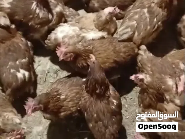 موجود 50 جاجه هنديه بيضات للبيع بسعر حرق