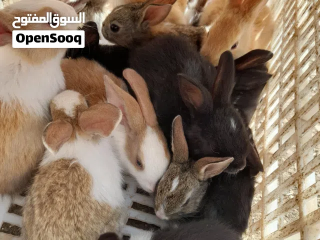 موجود ارانب عمر شهر ونص الحبه 2دينارر