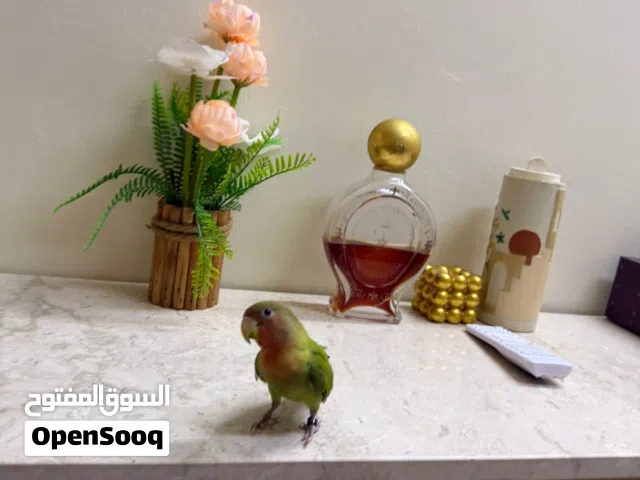 طير روز ( الوصف مهم)