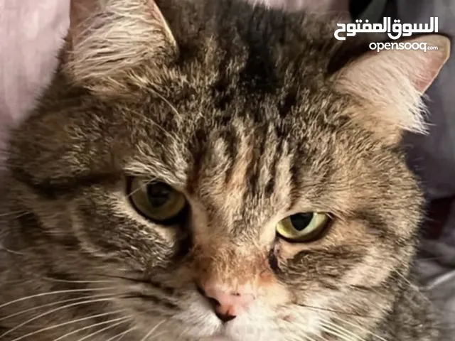 قطه للتبني