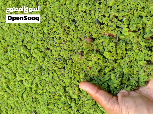 نبتة الأزولا تحب توفر في العلف شوف الوصف