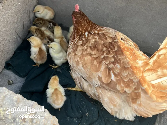 دجاجة عرب وراه 14 تكتوك