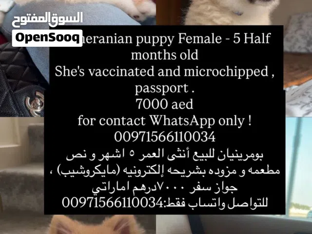 بومرينيان أنثى العمر 5 اشهر و نص