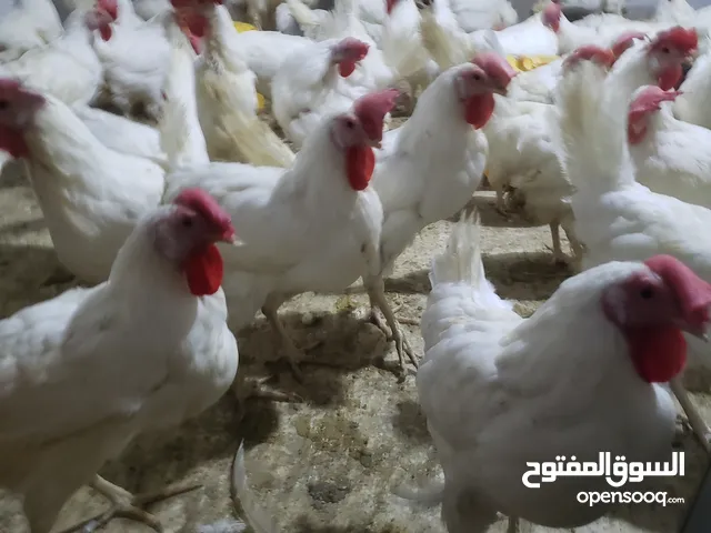 يوجد دجاج حكومي (الليجهورن) بياض للبيع جملة-تجزئة خدمة توصيل الى كل محافظات اليمن