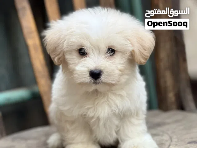 Havanese puppy