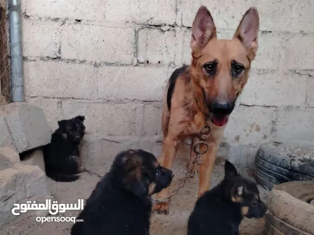البيع كلاب جيرمن