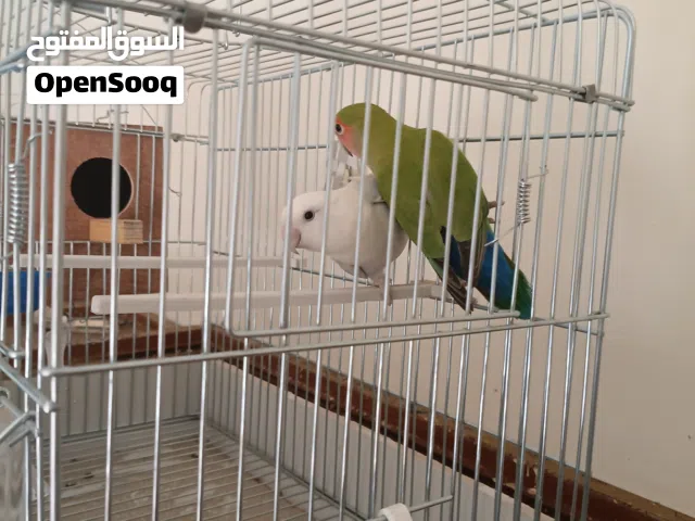سلام عليكم متاح كوبية روز ربي ايبارك 250 ريش وبي القفص 300