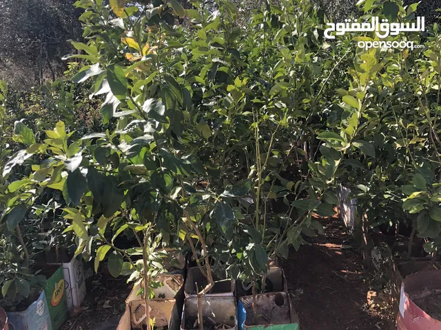 اسعار جملة وع تحدي
