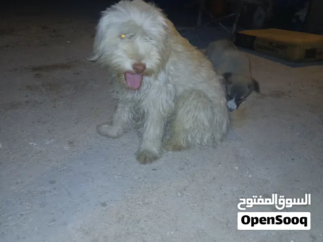 ذكر زينة عمر سنة و شهرين