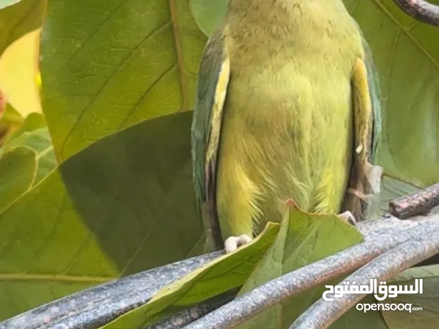 بغبغاء دوره