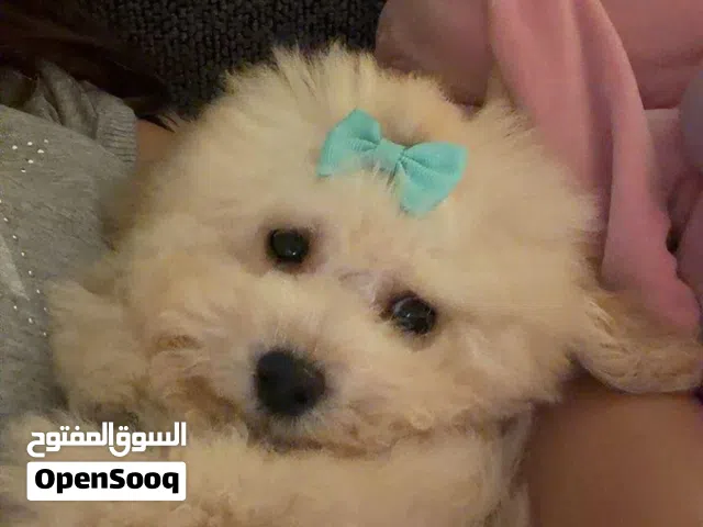 للبيع بودل اصلي