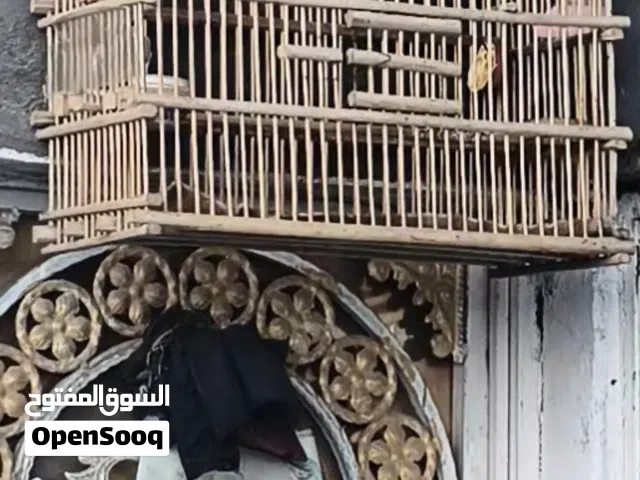 متاح بلبل مال الفاو