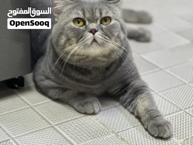 قطط للبيع سوكتش
