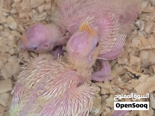 كوبيه كوكتيل الله يبارك