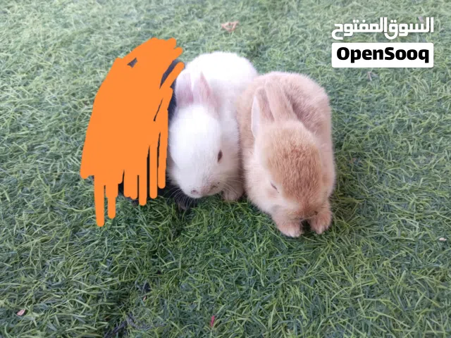 ارانب للبيع