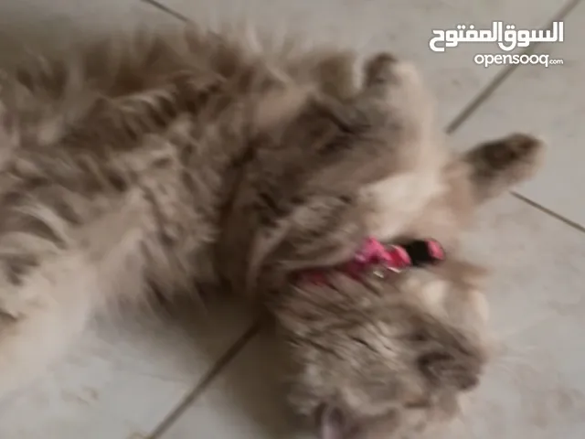 للبيع قطه ..