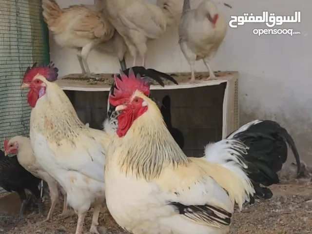 دجاج فرنسي