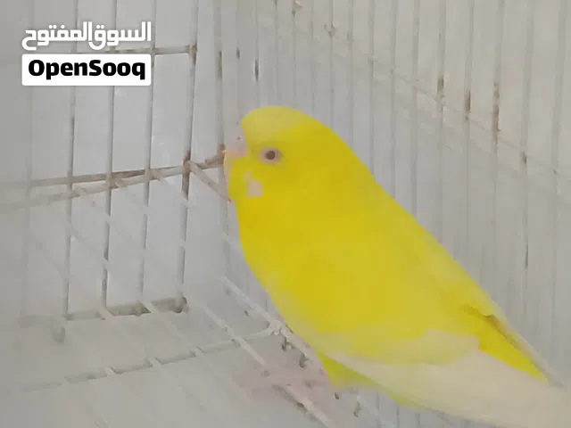 بيع طير صغير