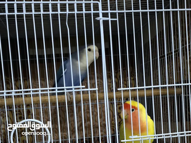 Love Birds Pair