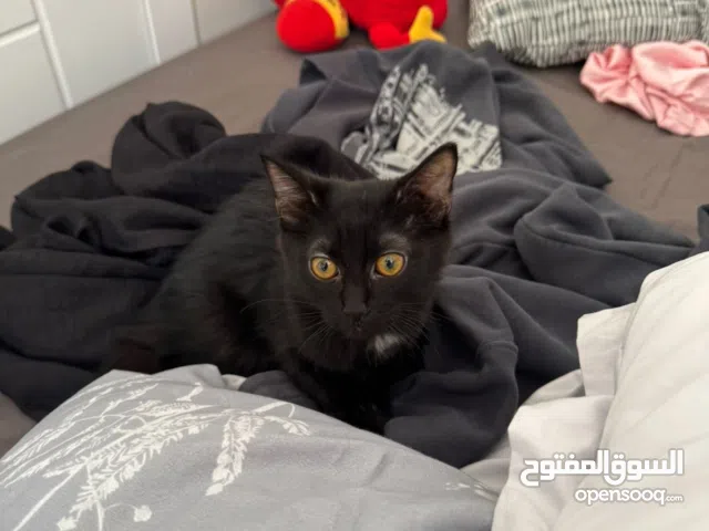 قط شيرازي اسود 3 شهور متطعم ونضيف جدا ولعبي ومتعود عاللتر بوكس