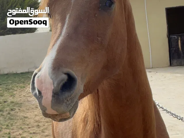 خيل عربي أصيل ابن بطل الشرق الأوسط رجب ان كي