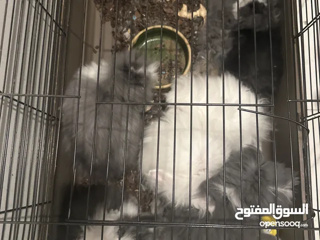 أرانب صغيرة