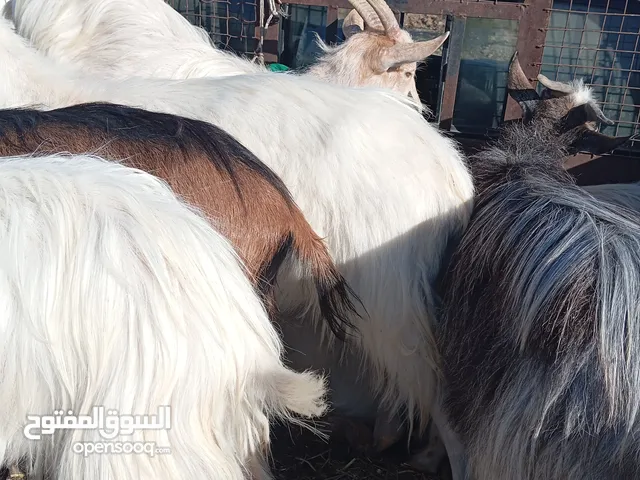 سخلاات البينو
