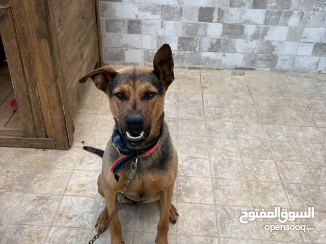 Doberman Shepherd) اقرأ وصف