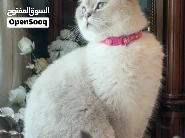 قطوه برتش بلو بوينت بيور من ام مسجله لاكن اهيا غير مسجله للبيع
