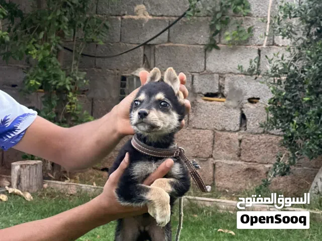 جرو مجنس ع ديب يعوي زي ديب او واعر