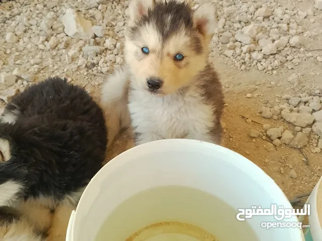 جرو هاسكي ذكرللبيع