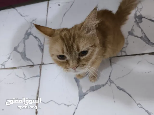 قطه هيه ول صغار 5 تبني منو يتبناها الوصف مهم