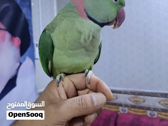 زوج ببغاء نيبالي  للبيع