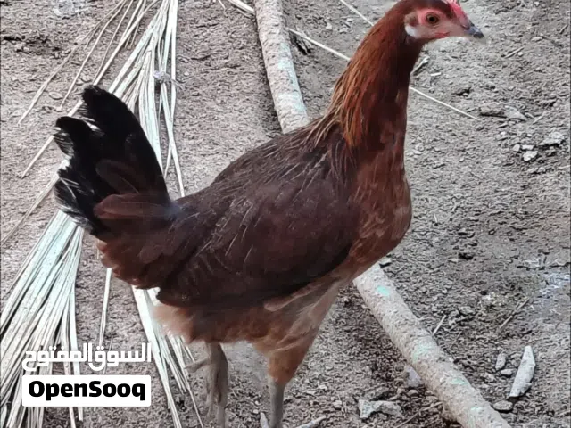 مطلوب دجاجات عرب اقرو الوصف