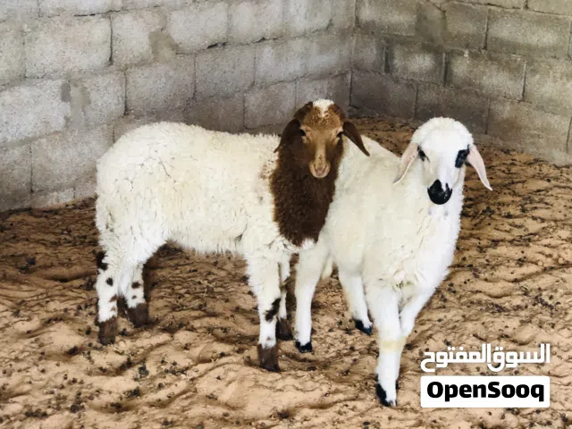 السلام عليكم زوز فطايم لبيع ربي يبارك